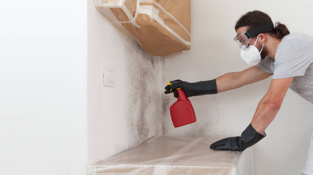 Basement Mold Remediation treatment on basement walls in Windber