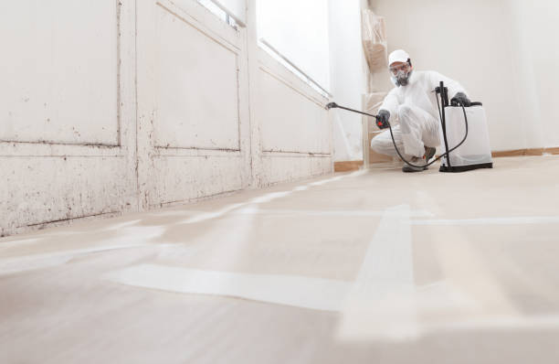 Black mold remediation team in Windber